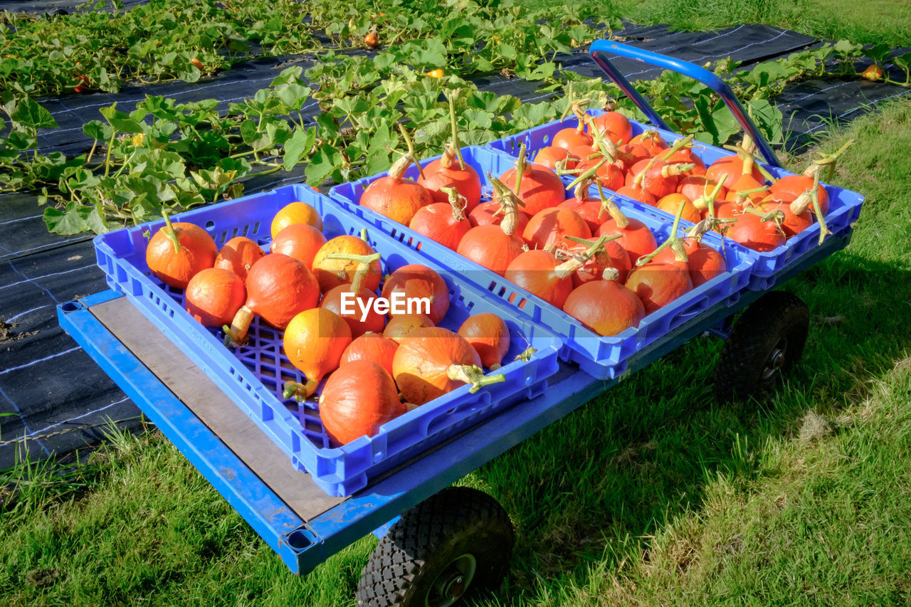 food, food and drink, healthy eating, freshness, fruit, orange color, wellbeing, plant, grass, container, day, vegetable, high angle view, nature, large group of objects, no people, produce, abundance, field, crate, box, agriculture, growth, land, outdoors, vehicle, retail, sunlight, green, harvesting, organic
