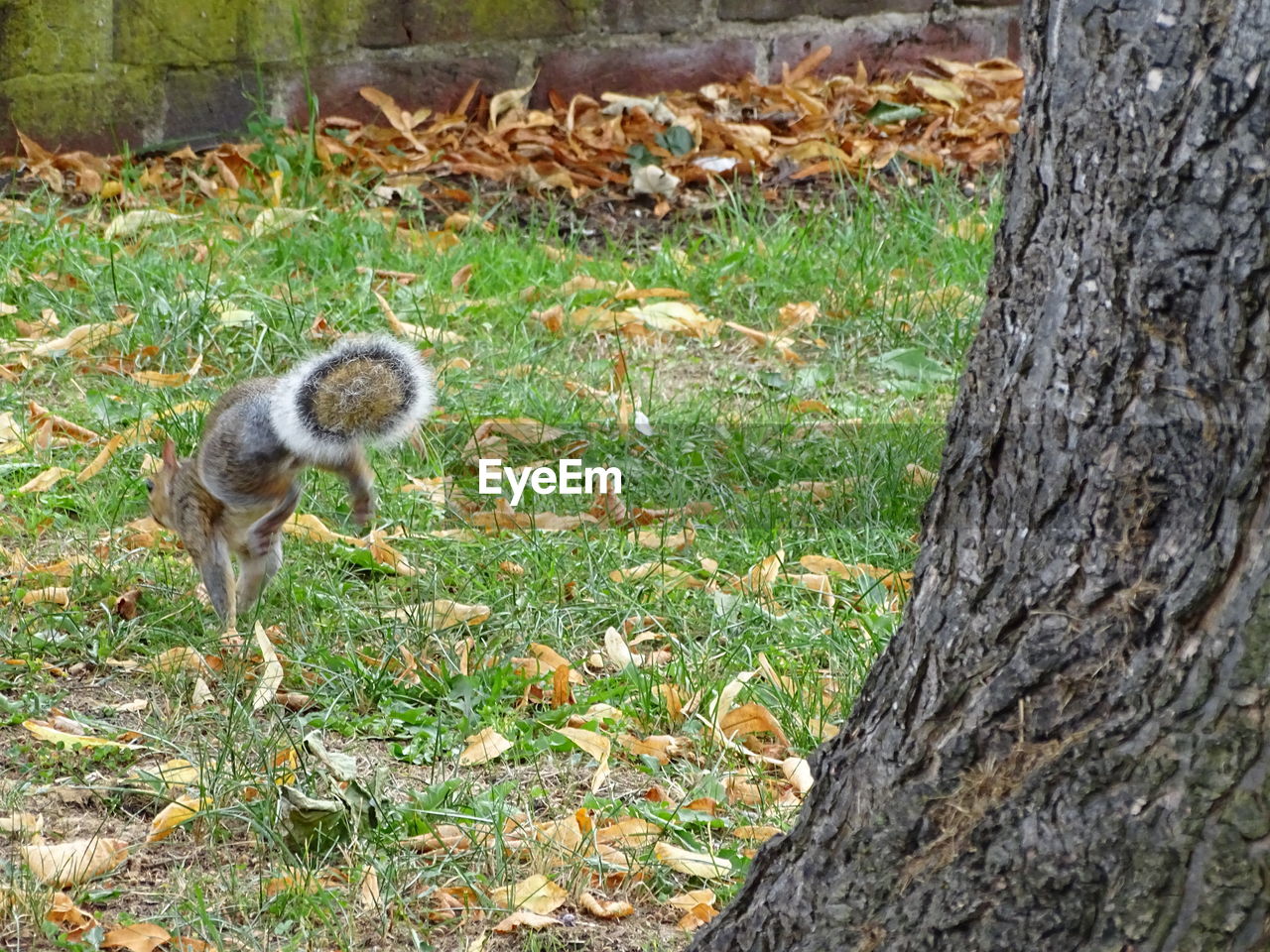 VIEW OF SQUIRREL ON TREE