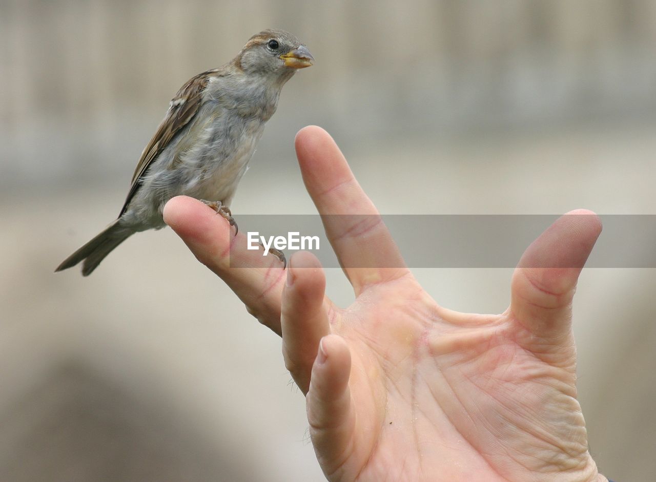 Close-up of bird on hand against blurred background