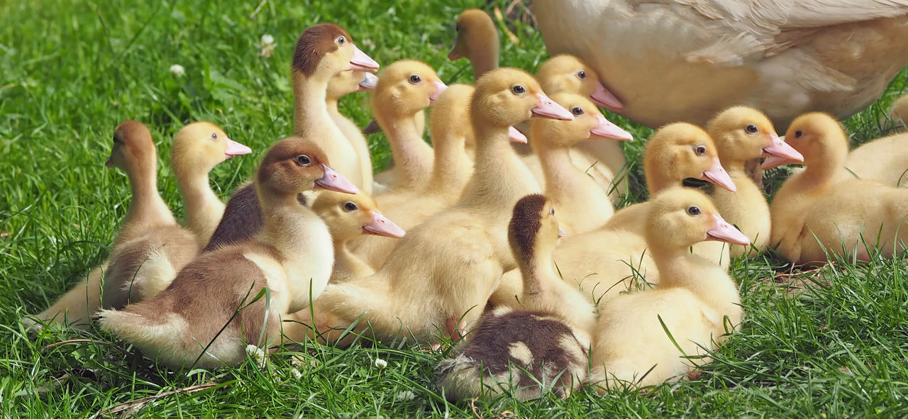 Duck with ducklings on grassy field