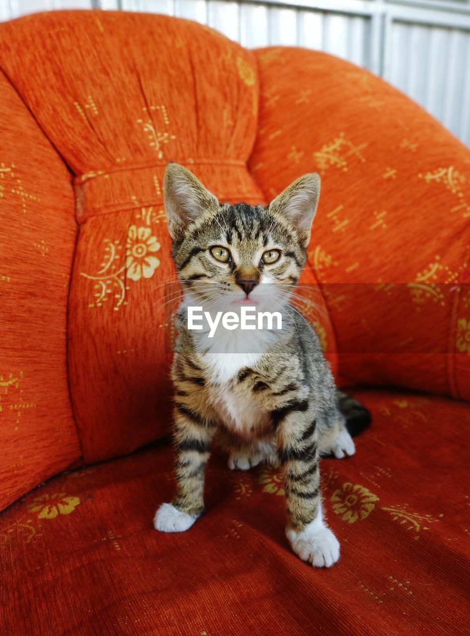 Portrait of cat sitting on sofa