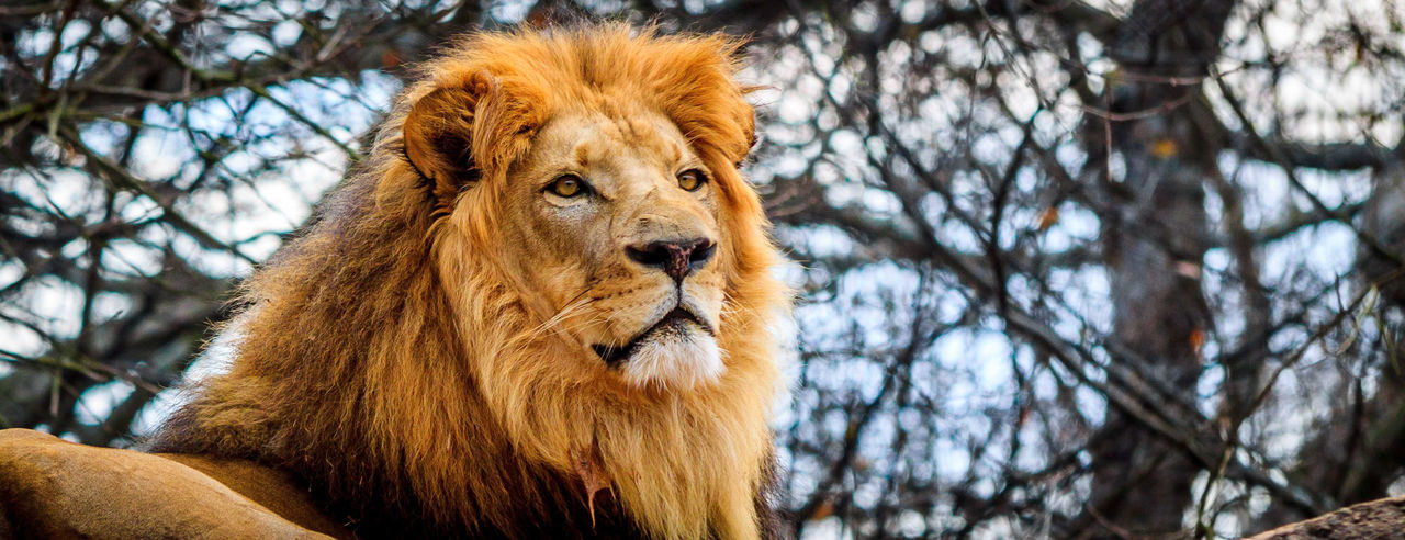 Portrait of a lion