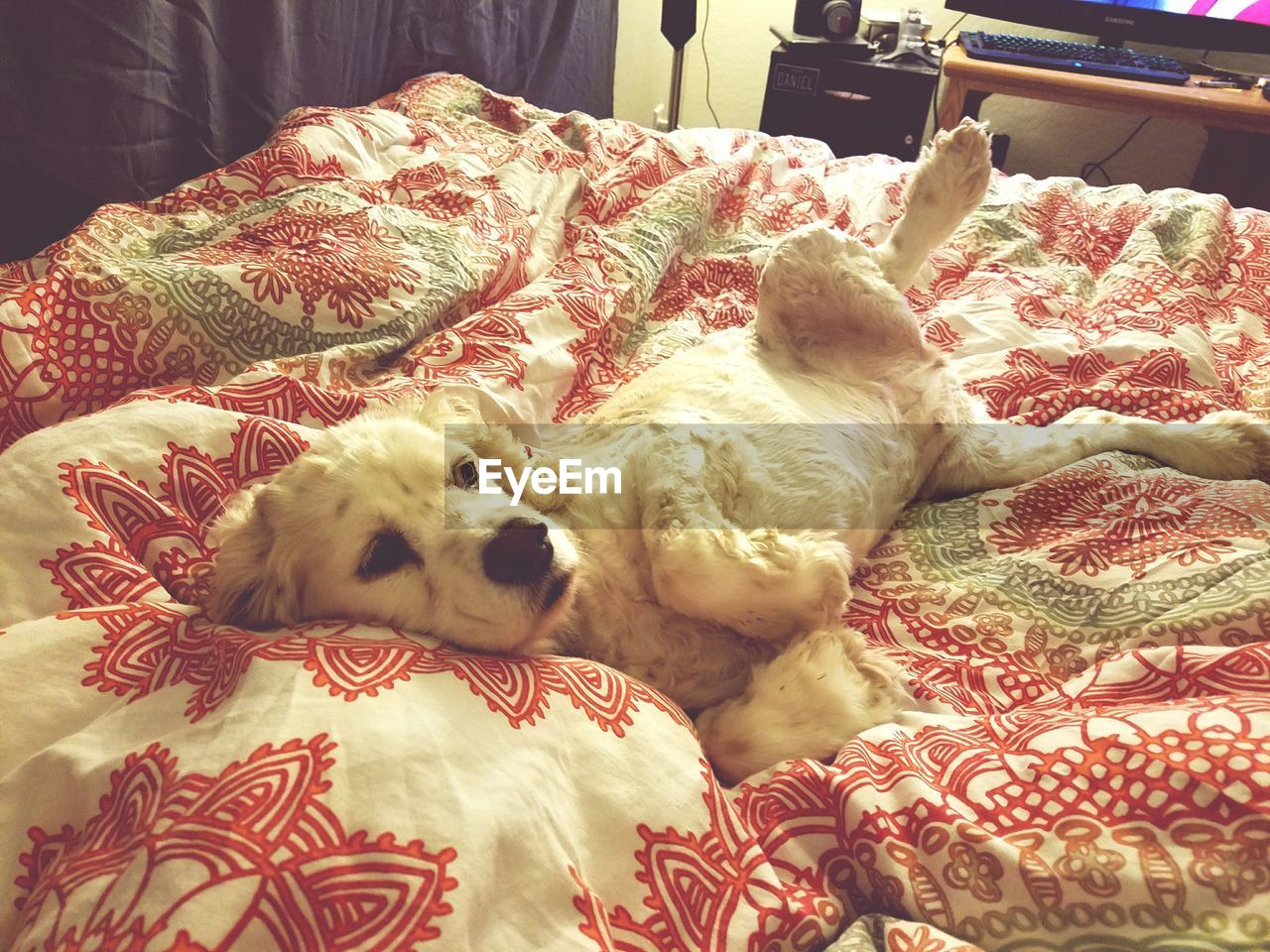 DOG RELAXING ON CARPET