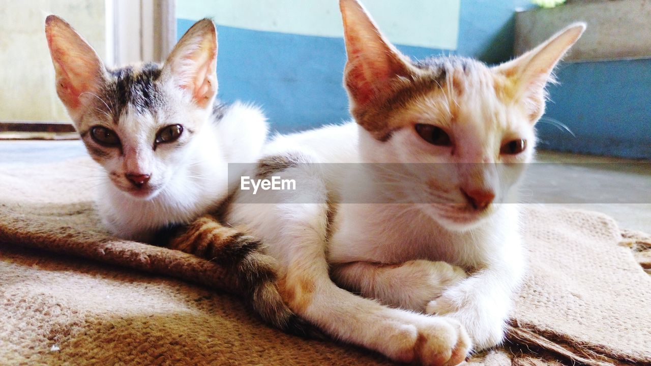 Close-up of cats relaxing at home