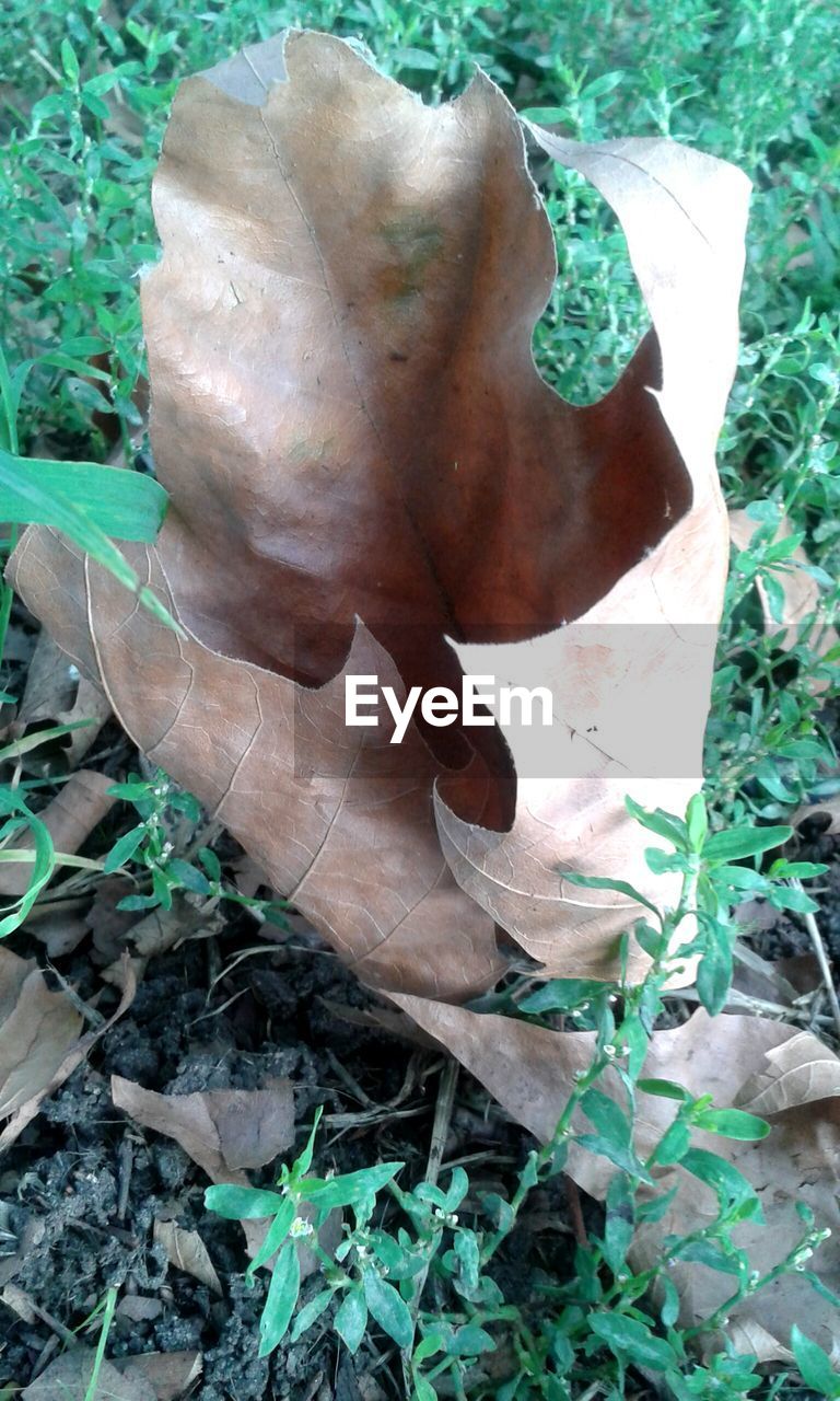 CLOSE-UP OF PLANTS GROWING ON FIELD