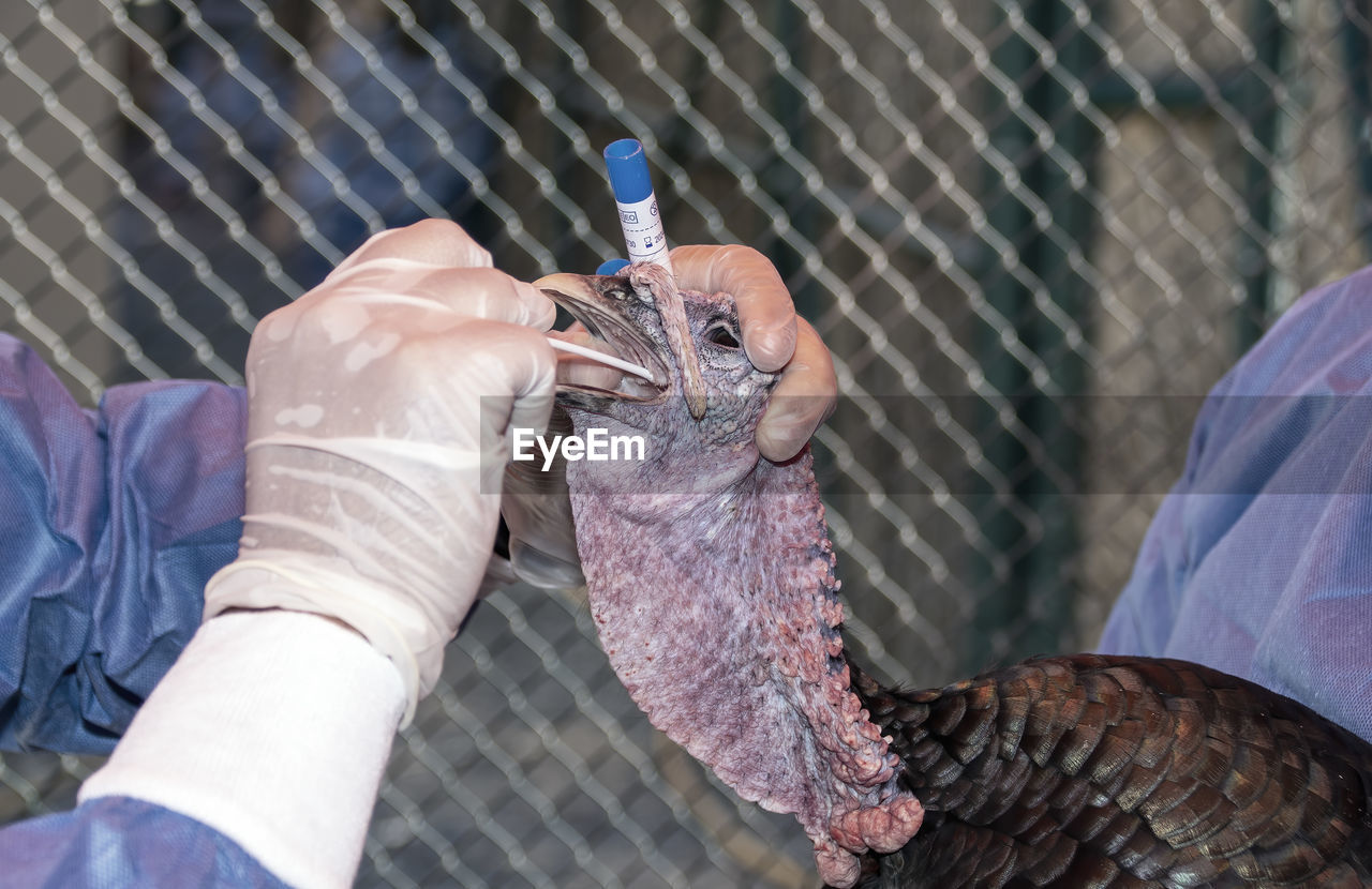 A skilled veterinarian takes a pcr swab on a turkey to check for avian flu