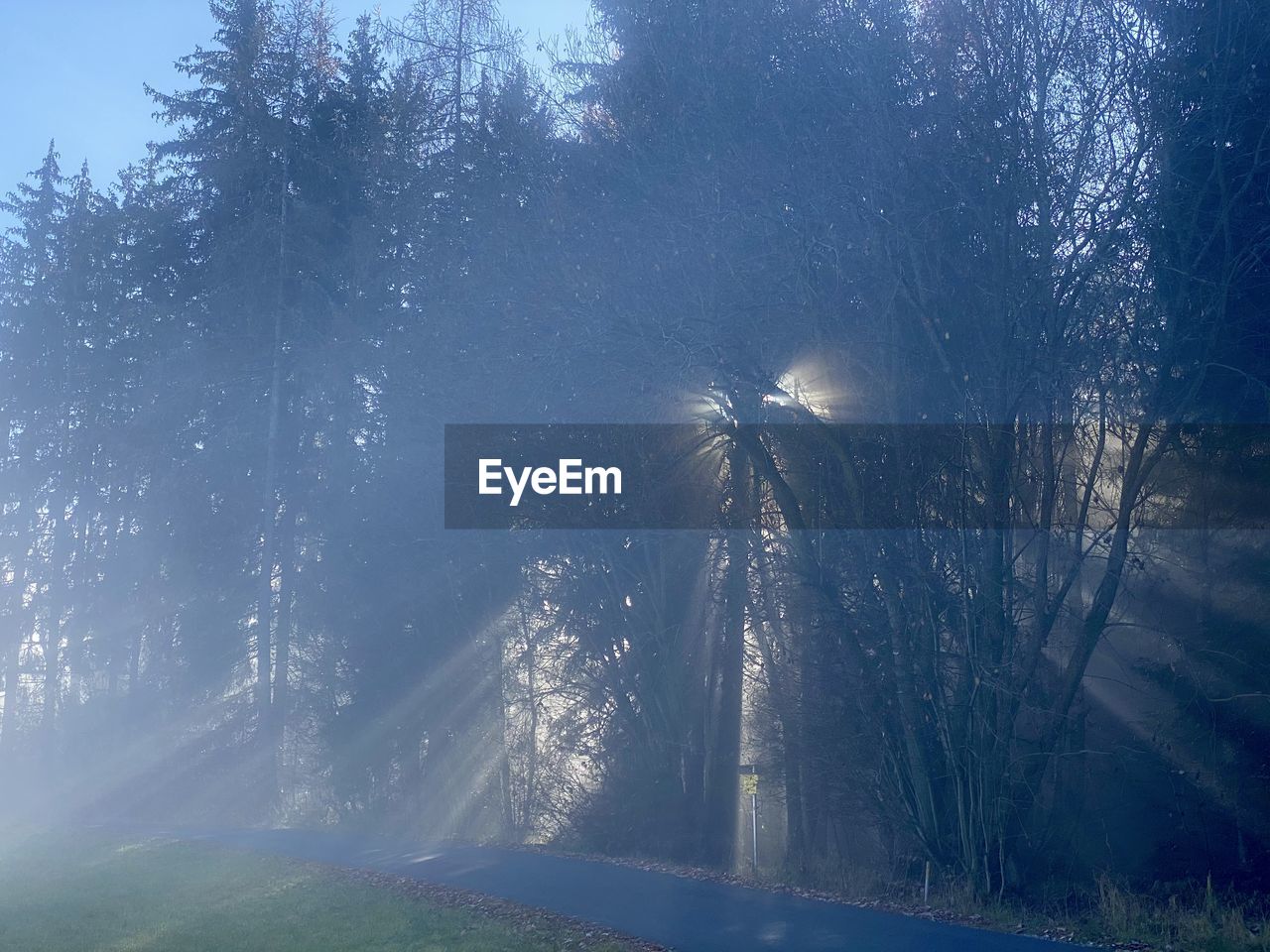 SUNLIGHT STREAMING THROUGH TREES ON FOREST