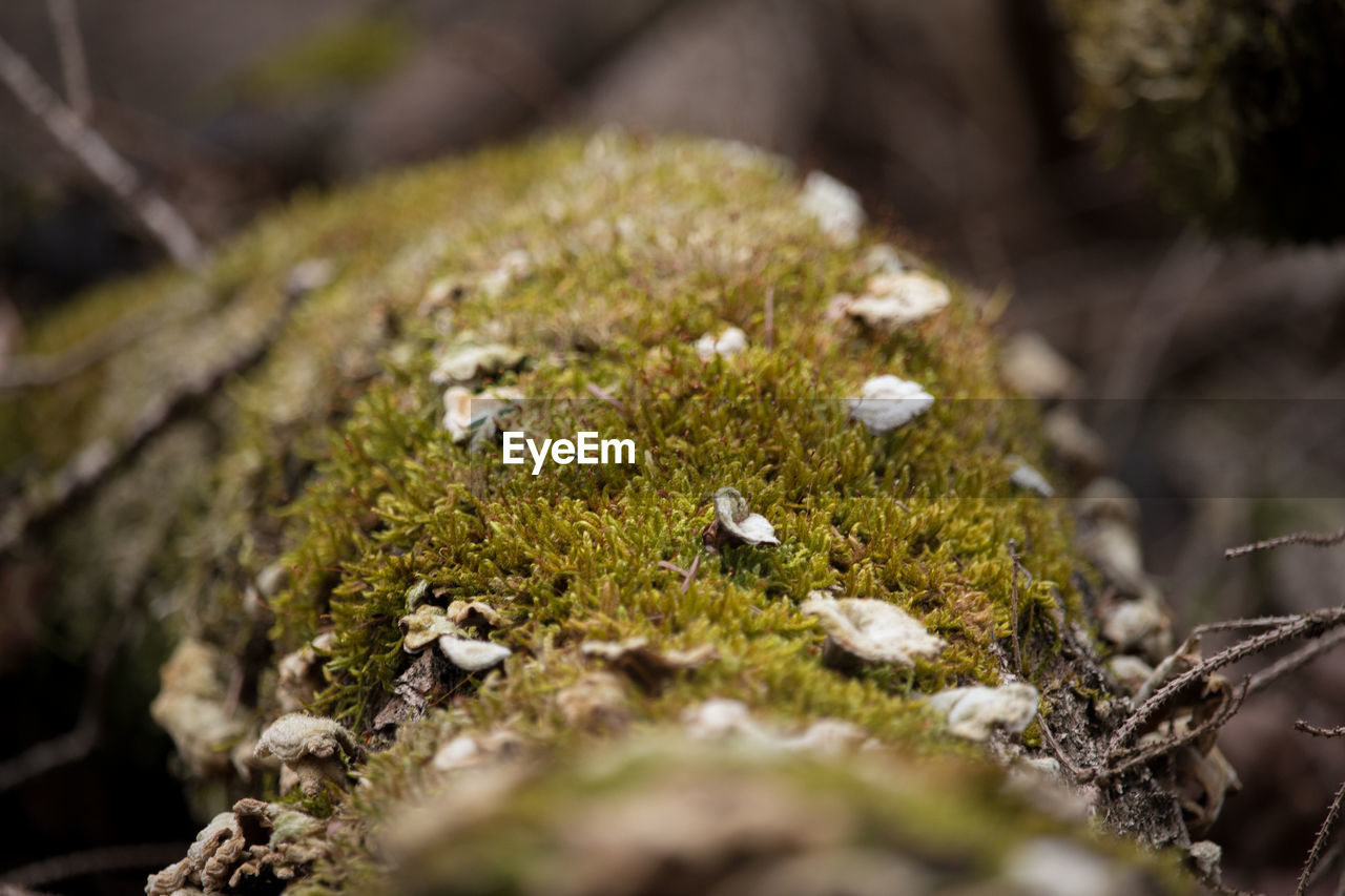 Close-up of moss growing on fallen tree trunk