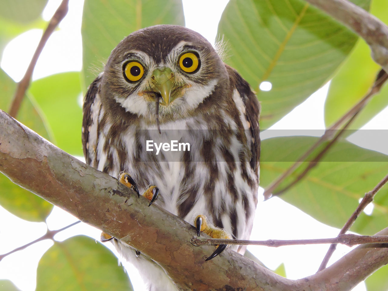 Low angle portrait of owl perching on tree branch