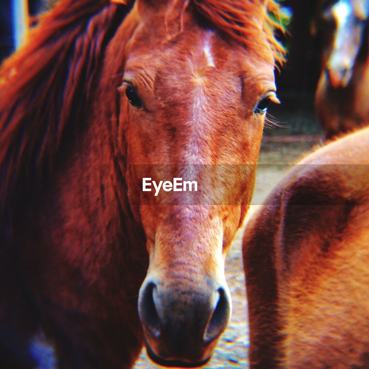 Close-up portrait of brown horses