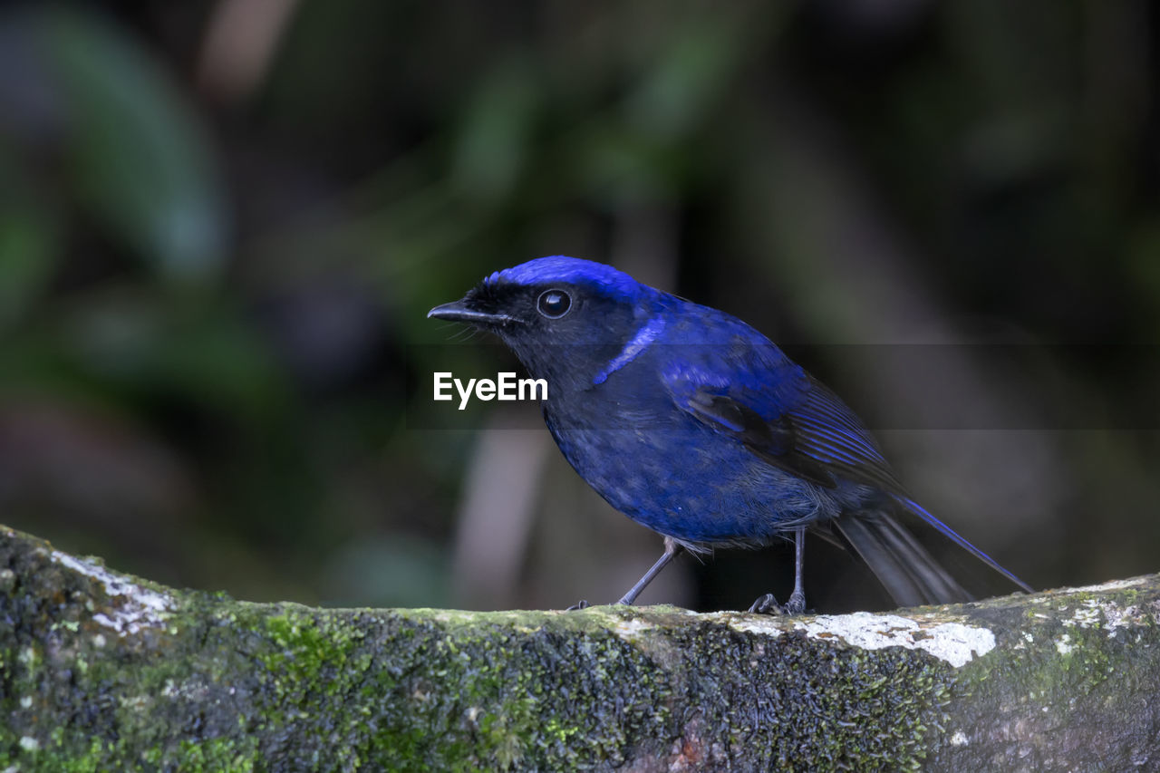 CLOSE-UP OF BLUE BIRD PERCHING ON A PLANT