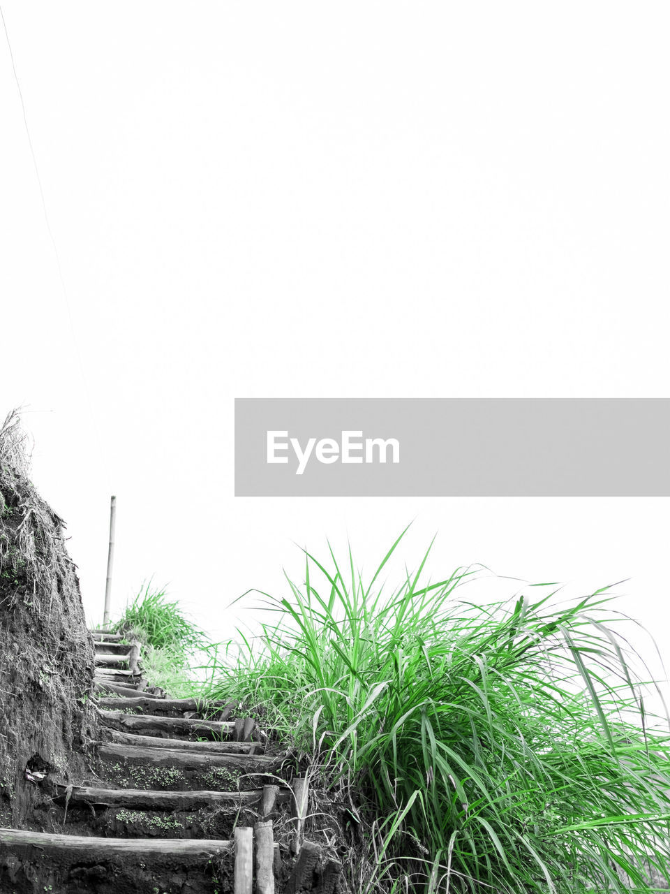 Watch your step Agriculture Beauty In Nature Clear Sky Copy Space Day Field Grass Growth Landscape Nature No People Outdoors Plant Sky Tranquility White Background