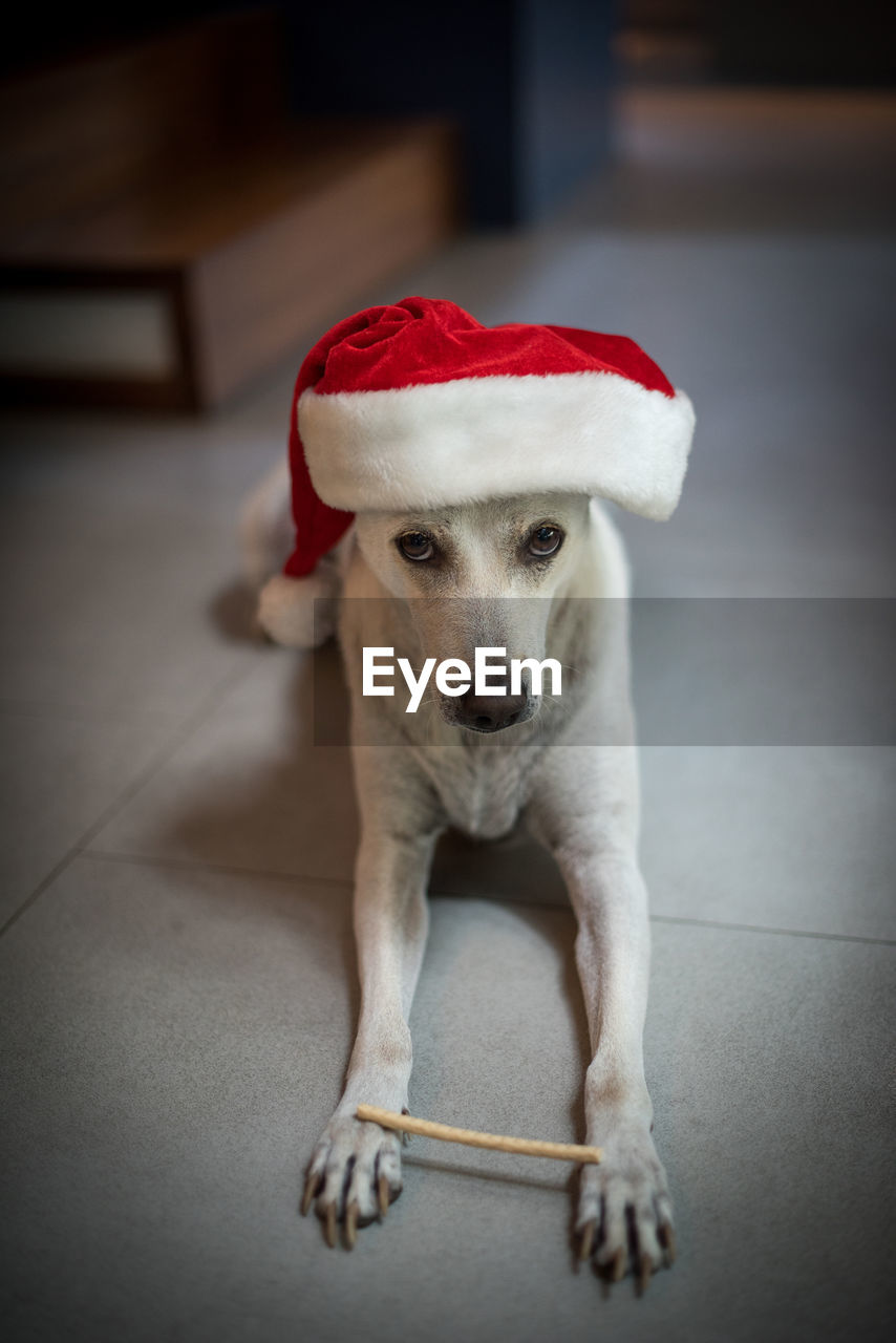 PORTRAIT OF A DOG WEARING HAT