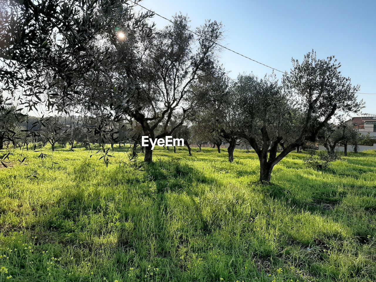 TREES IN FIELD