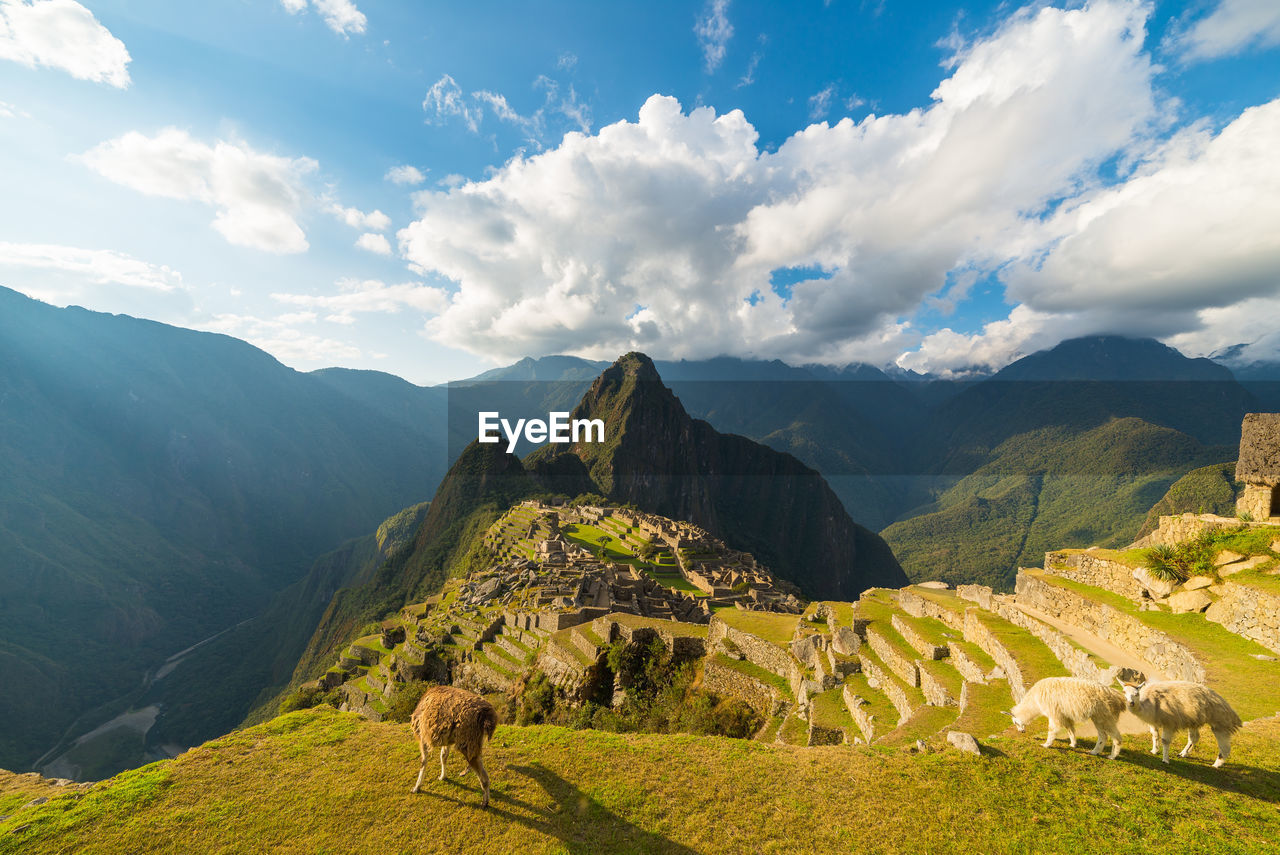 Llamas on grass at machu picchu against sky