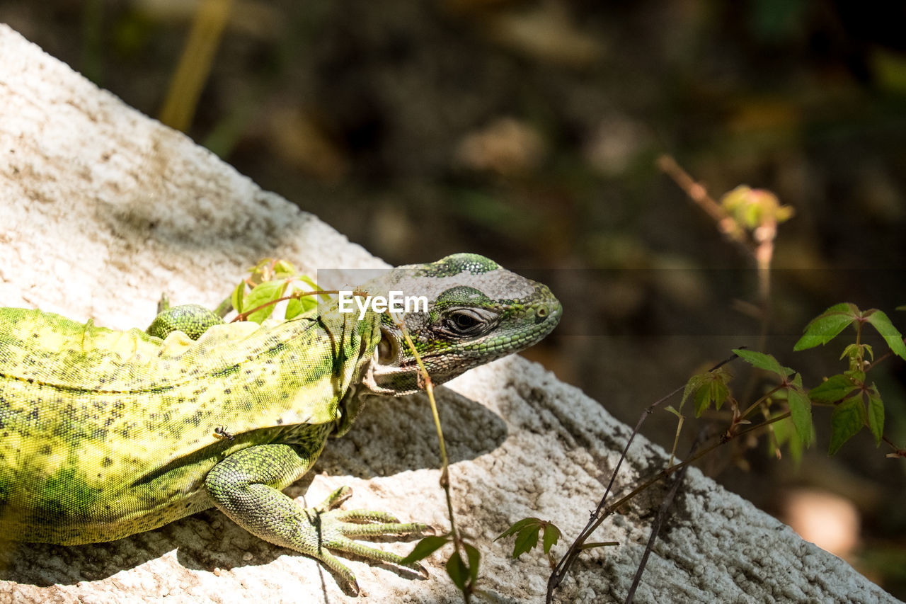 Close-up of lizard on rock