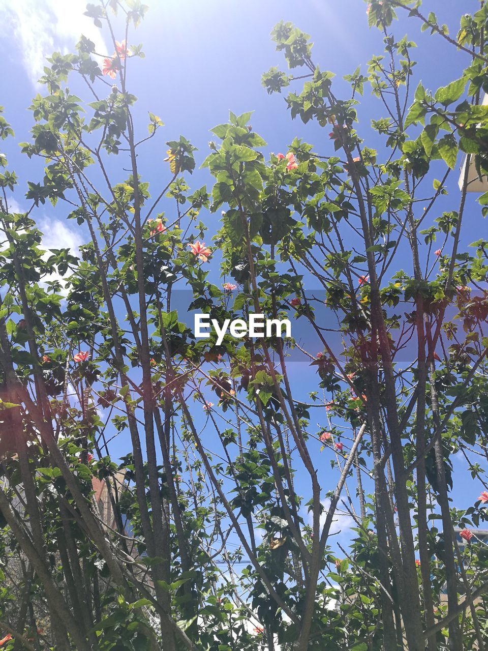 LOW ANGLE VIEW OF TREE WITH FLOWERS