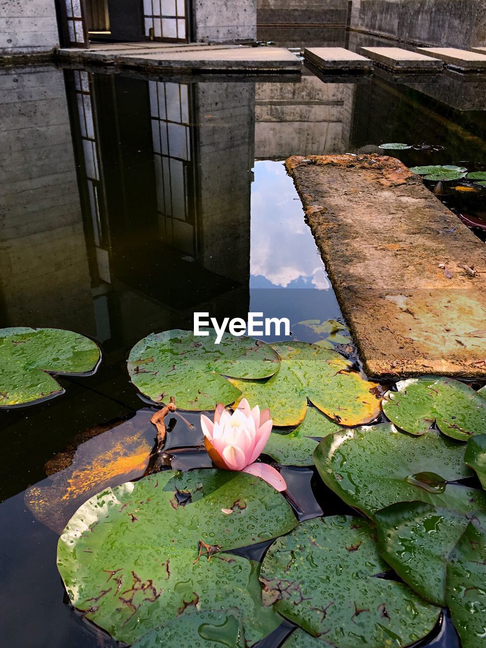 High angle view of pink lotus water lily blooming in pond