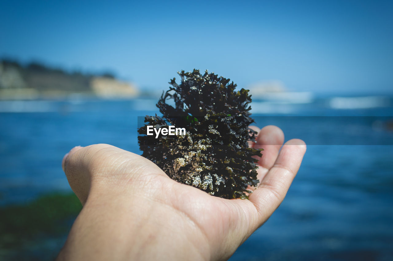 Close-up of hand holding seaweed