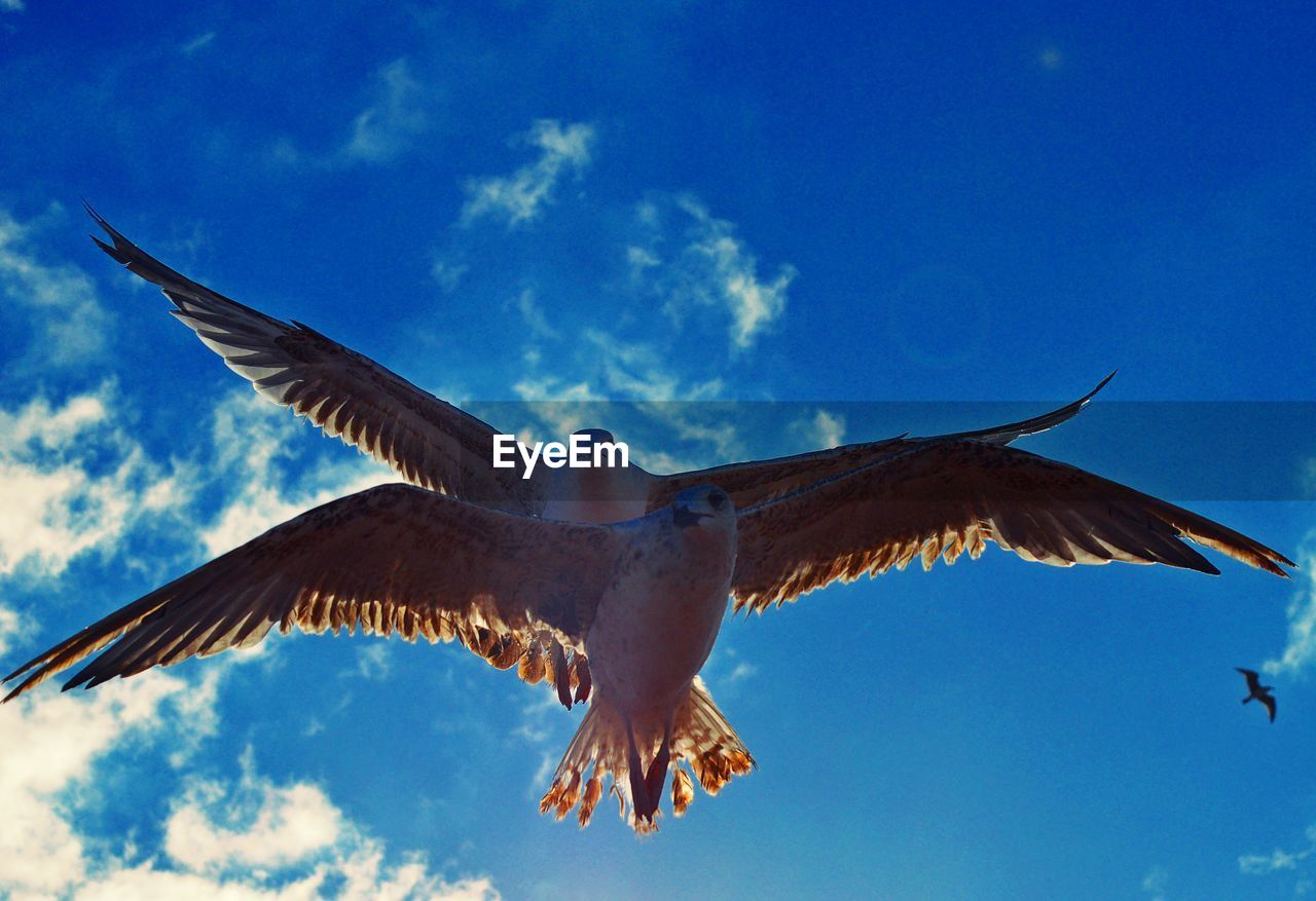 LOW ANGLE VIEW OF BIRDS FLYING IN SKY