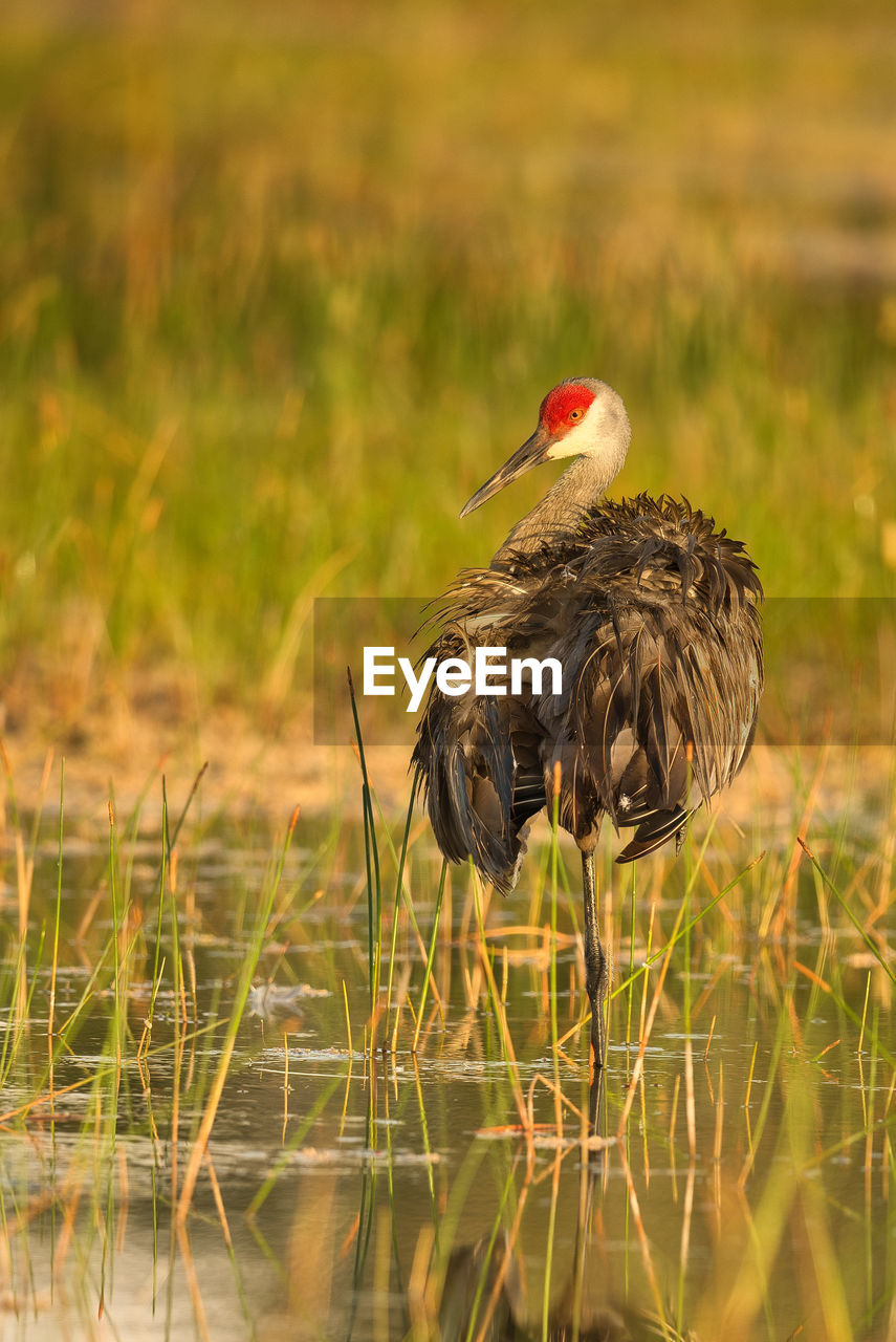 Bird perching on a field