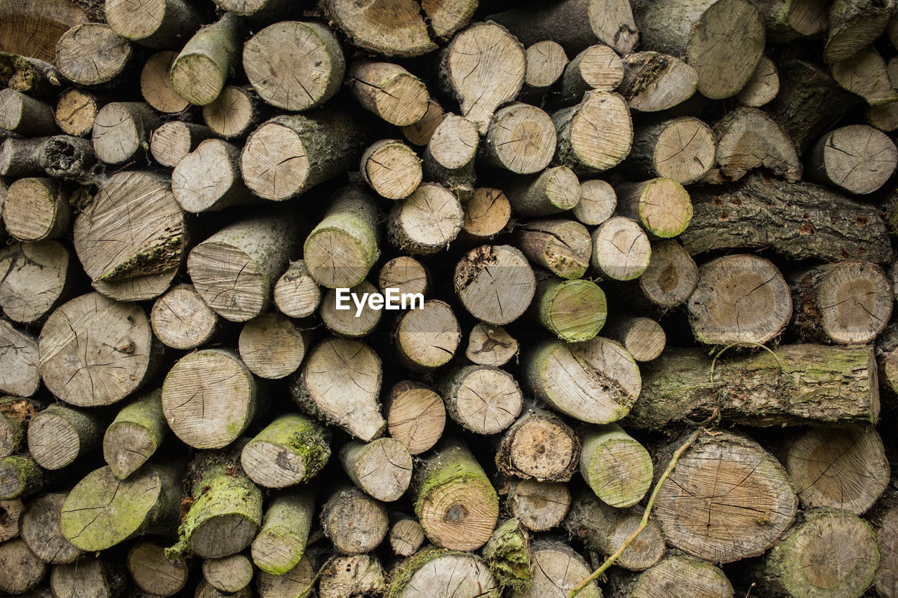 Full frame shot of logs in forest