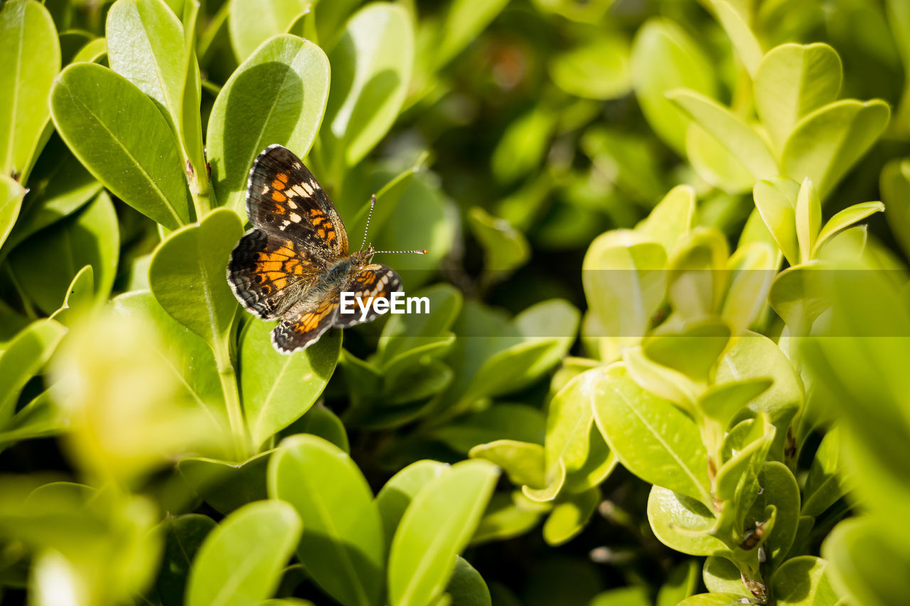 CLOSE-UP OF BUTTERFLY POLLINATING