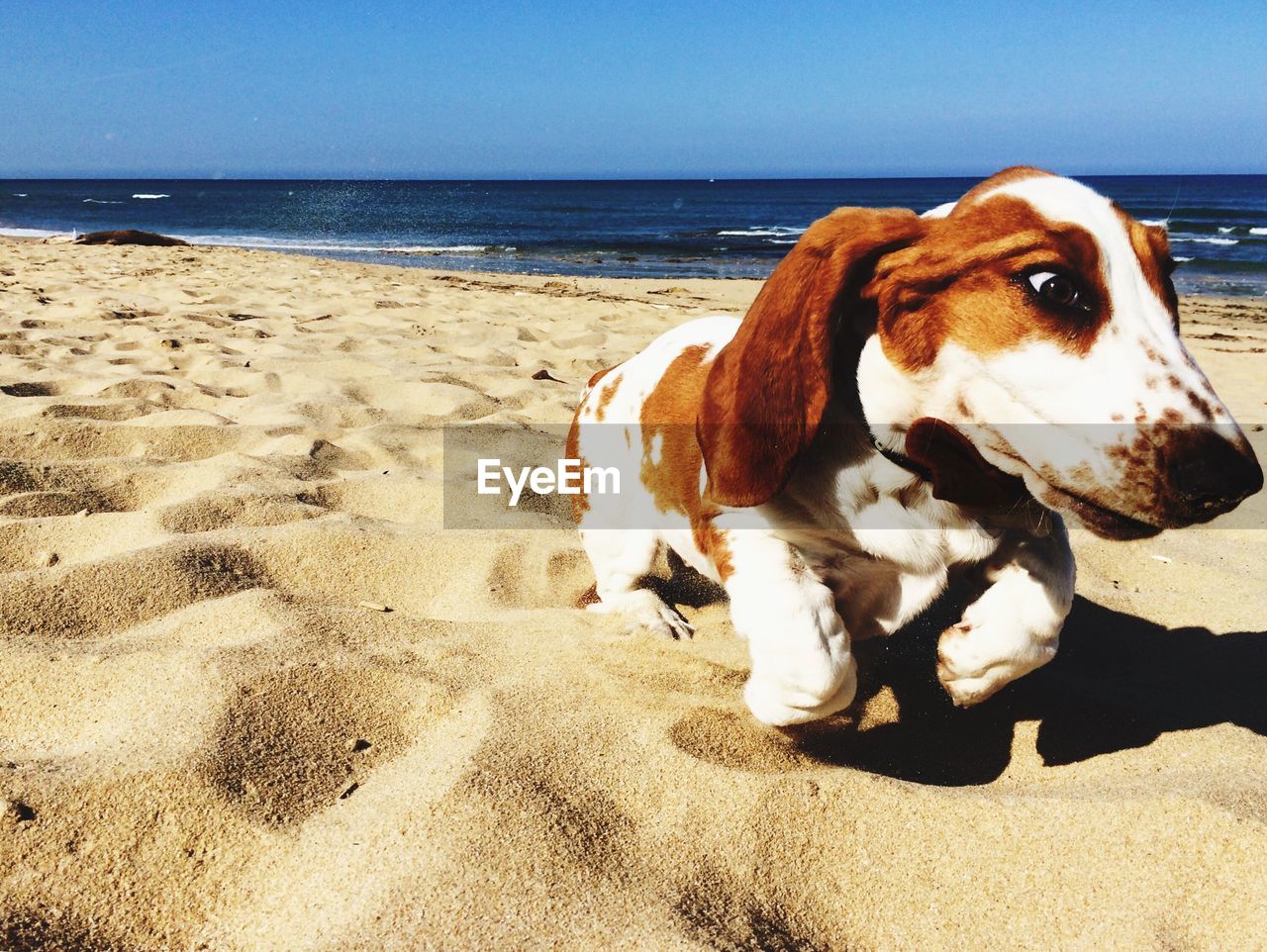 DOG WALKING ON BEACH