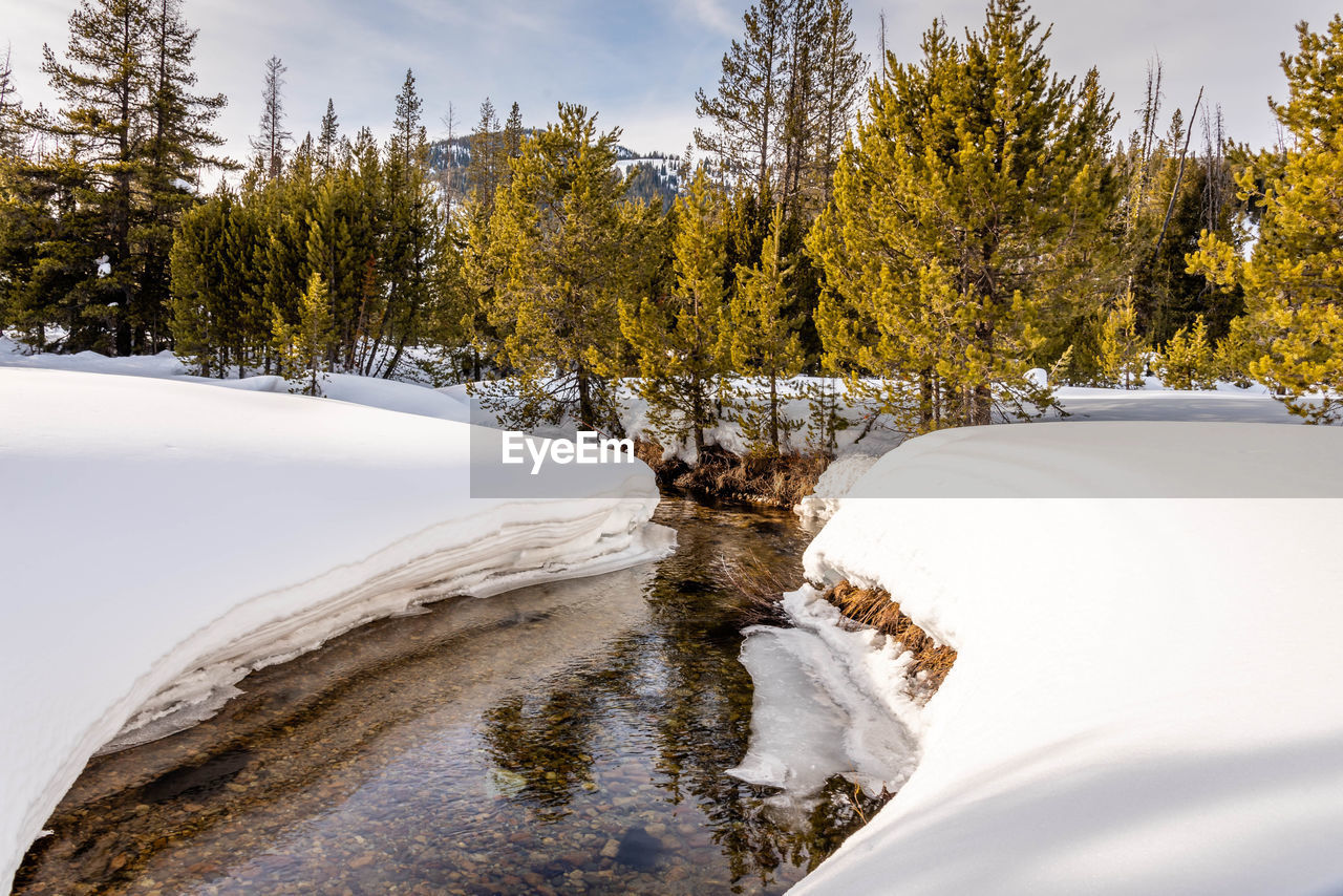 SCENIC VIEW OF SNOW COVERED TREES IN FOREST