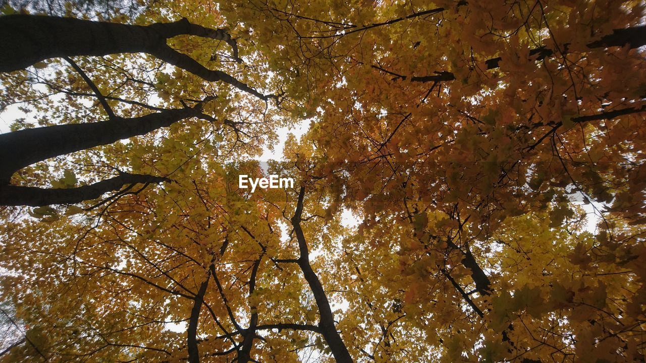 LOW ANGLE VIEW OF TREES AGAINST SKY DURING AUTUMN