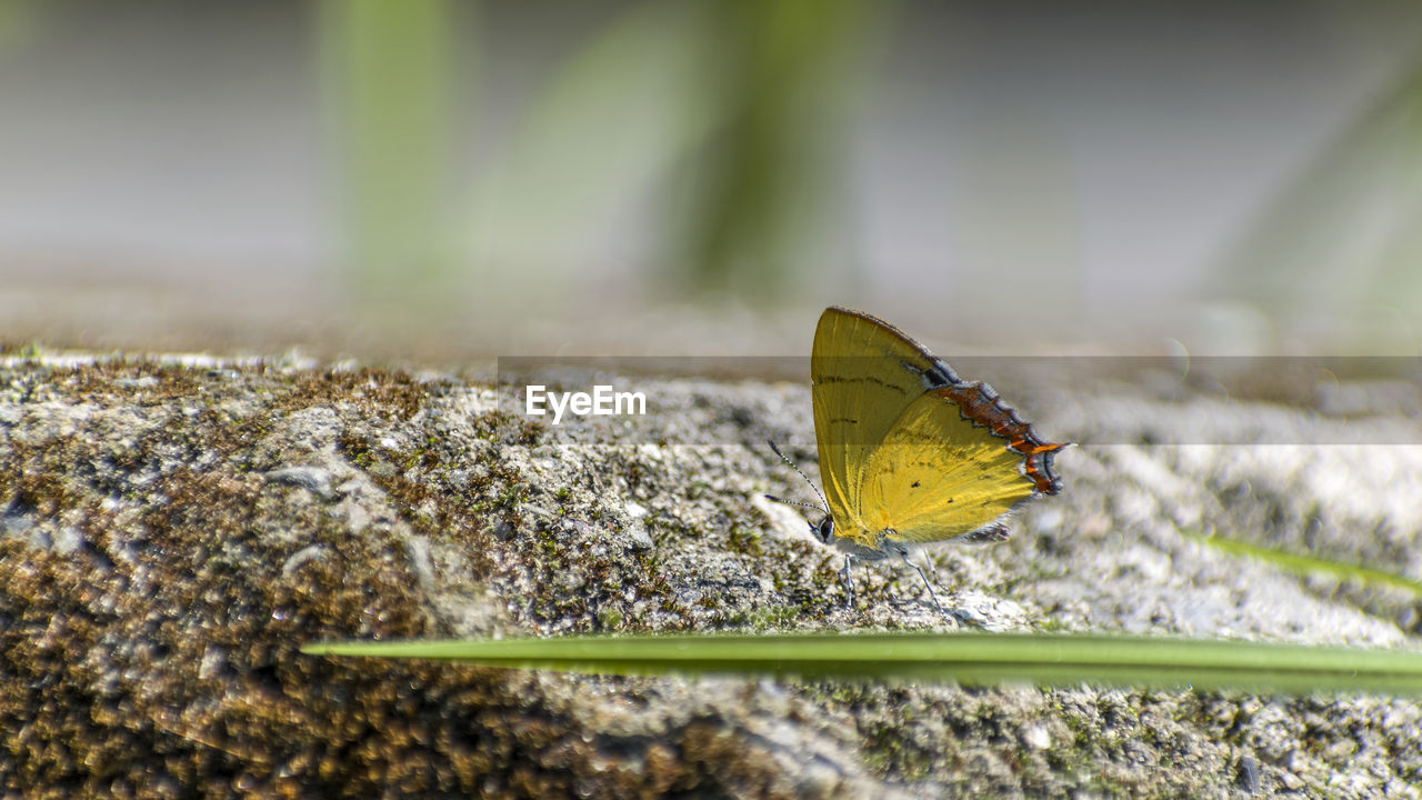 CLOSE-UP OF BUTTERFLY