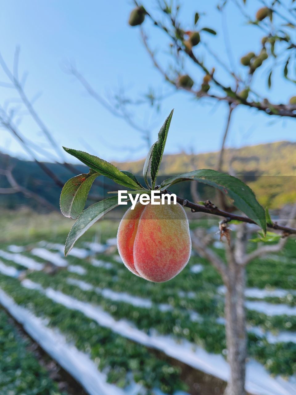 food, fruit, food and drink, branch, healthy eating, tree, plant, flower, nature, leaf, freshness, no people, agriculture, produce, growth, focus on foreground, wellbeing, fruit tree, day, plant part, outdoors, sky, blossom, close-up, beauty in nature, landscape, rural scene, orchard, ripe