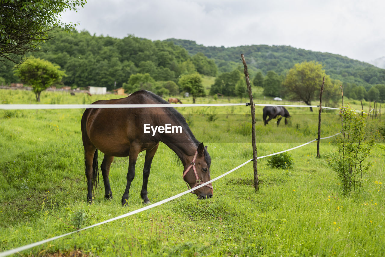 pasture, animal themes, animal, mammal, plant, domestic animals, livestock, grass, animal wildlife, meadow, pet, field, nature, rural area, land, landscape, agriculture, grazing, fence, green, farm, horse, tree, environment, no people, rural scene, sky, plain, cloud, group of animals, mare, day, outdoors, beauty in nature, grassland, ranch, herbivorous, growth, cattle, mountain, paddock, standing