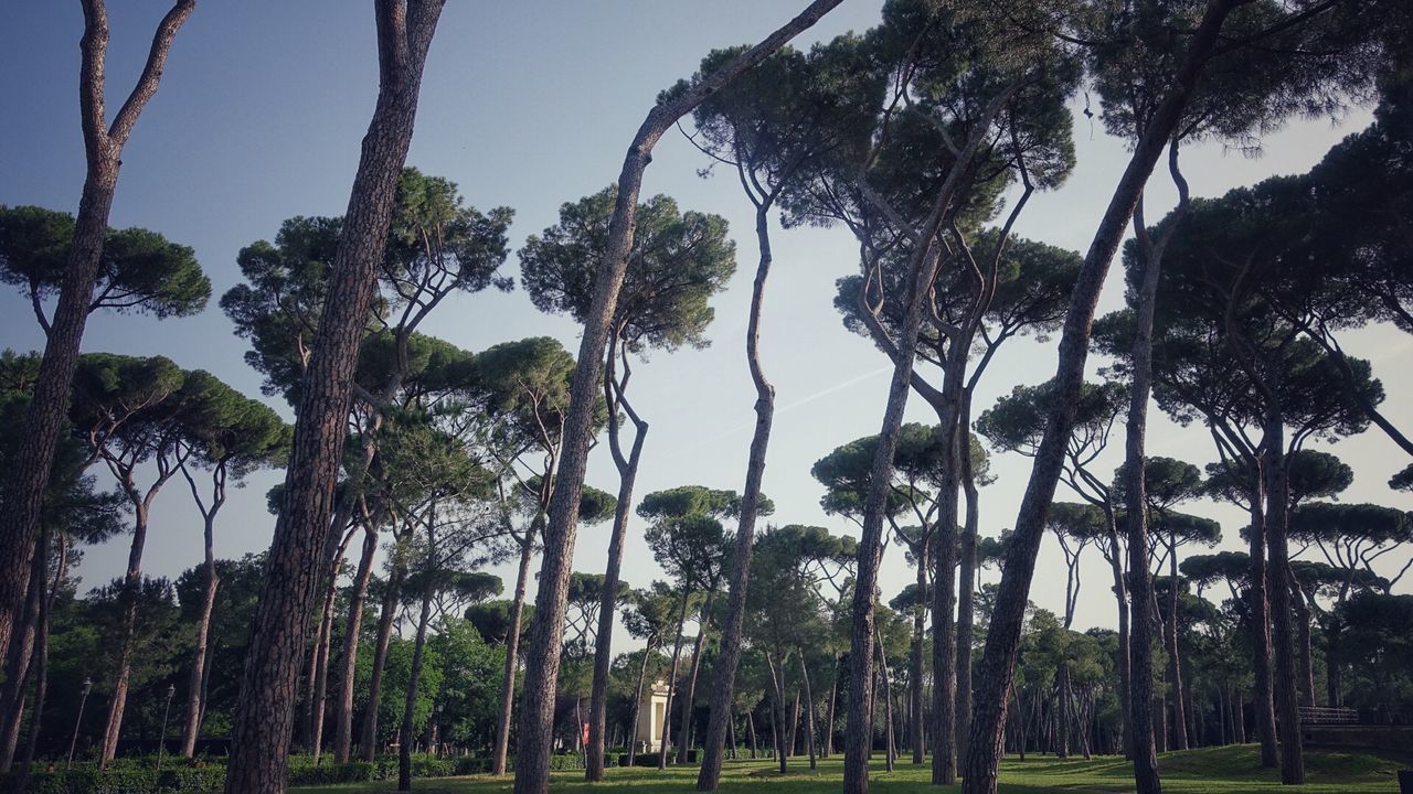 TREES GROWING ON LANDSCAPE