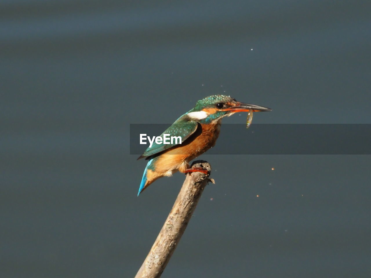 CLOSE-UP OF A BIRD PERCHING ON A BRANCH