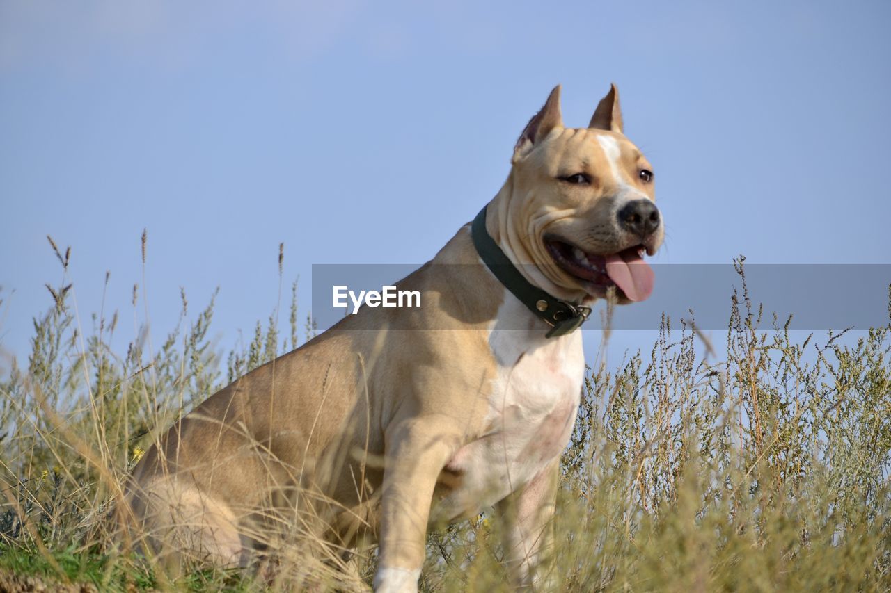 VIEW OF A DOG ON FIELD