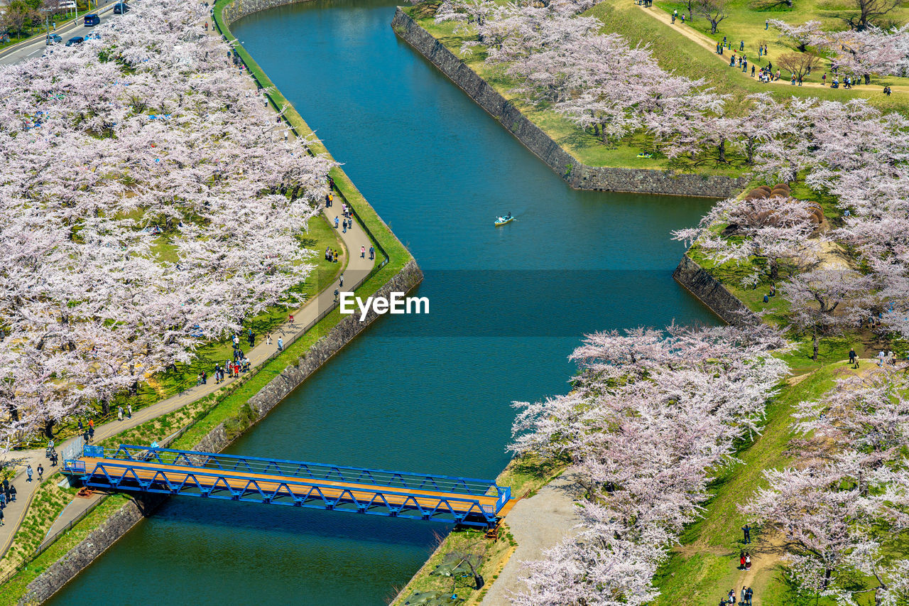 Goryokaku star fort park in springtime cherry blossom. sakura flowers in hakodate, hokkaido, japan