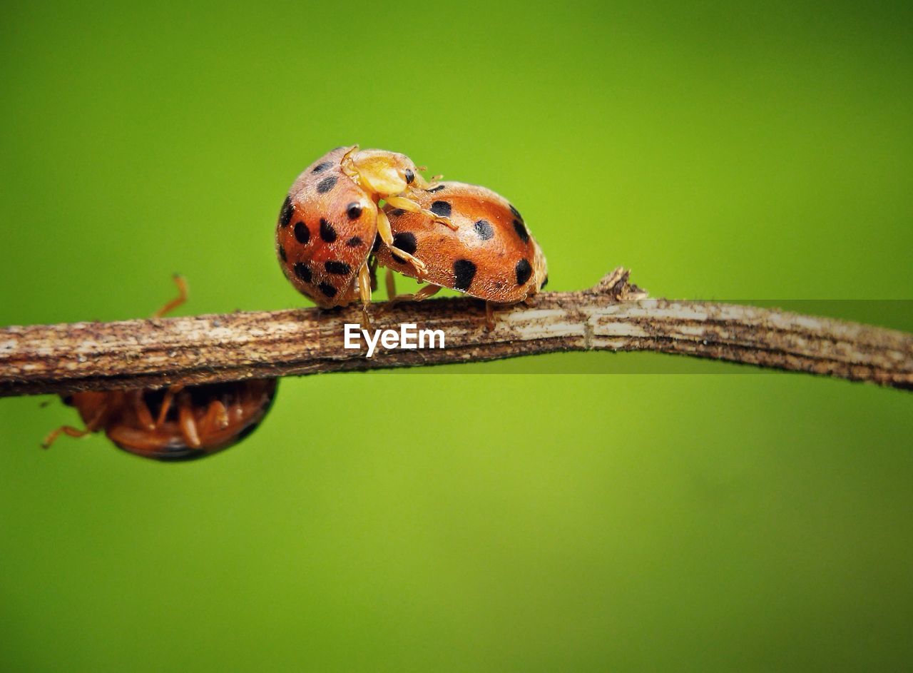 animal themes, animal, animal wildlife, one animal, wildlife, insect, macro photography, ladybug, close-up, green, nature, no people, green background, plant, beetle, tree, branch, focus on foreground, macro, spotted, plant stem, outdoors, colored background, leaf, magnification, day, beauty in nature