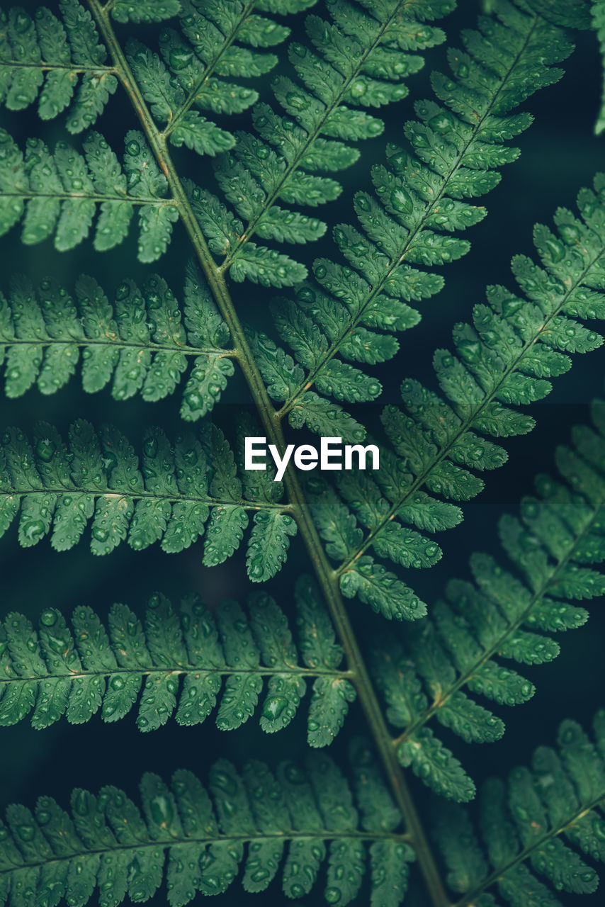 Detail shot of rain drops on green fern leaves 