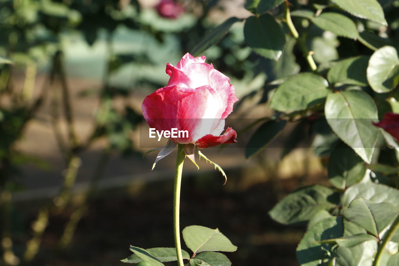 CLOSE-UP OF RED ROSE BLOOMING IN PARK