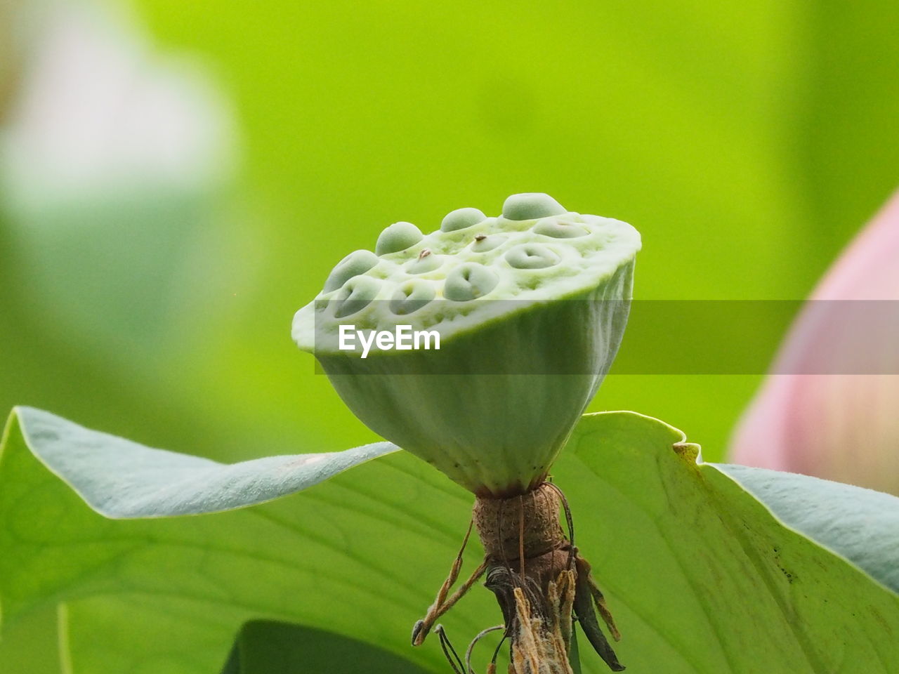 CLOSE-UP OF SUCCULENT PLANT ON LEAF