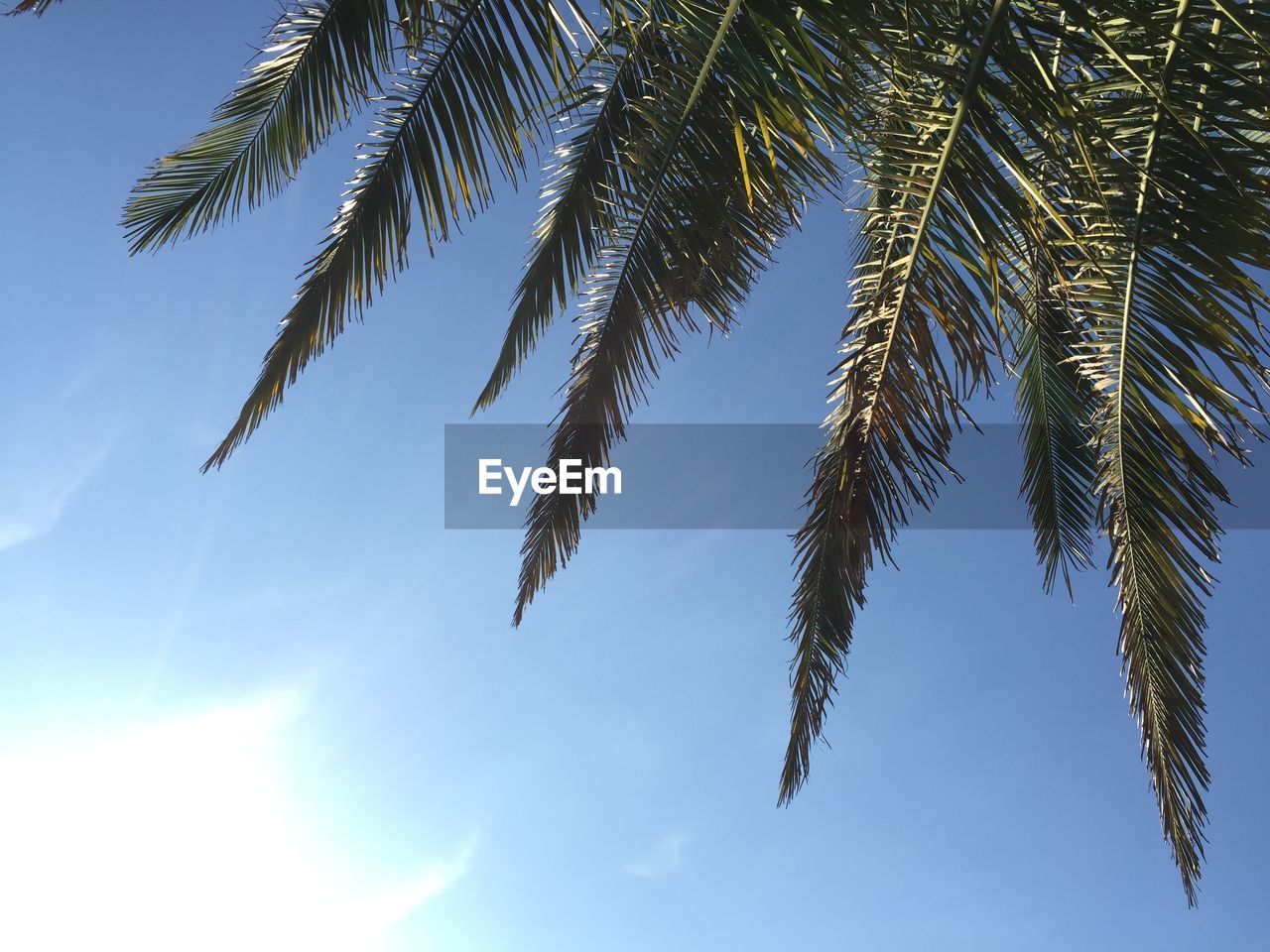 Low angle view of tree against clear sky