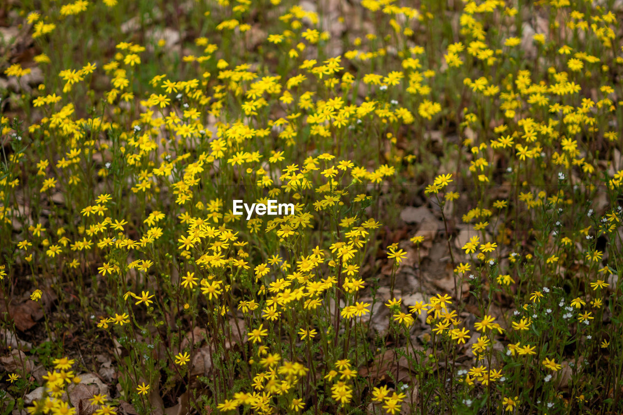 yellow, plant, flower, flowering plant, beauty in nature, freshness, growth, nature, land, sunlight, field, no people, wildflower, meadow, natural environment, fragility, day, landscape, outdoors, agriculture, springtime, rural scene, close-up, environment, blossom, abundance, tranquility, prairie, green, flower head, botany, backgrounds, full frame, scenics - nature, rapeseed, leaf