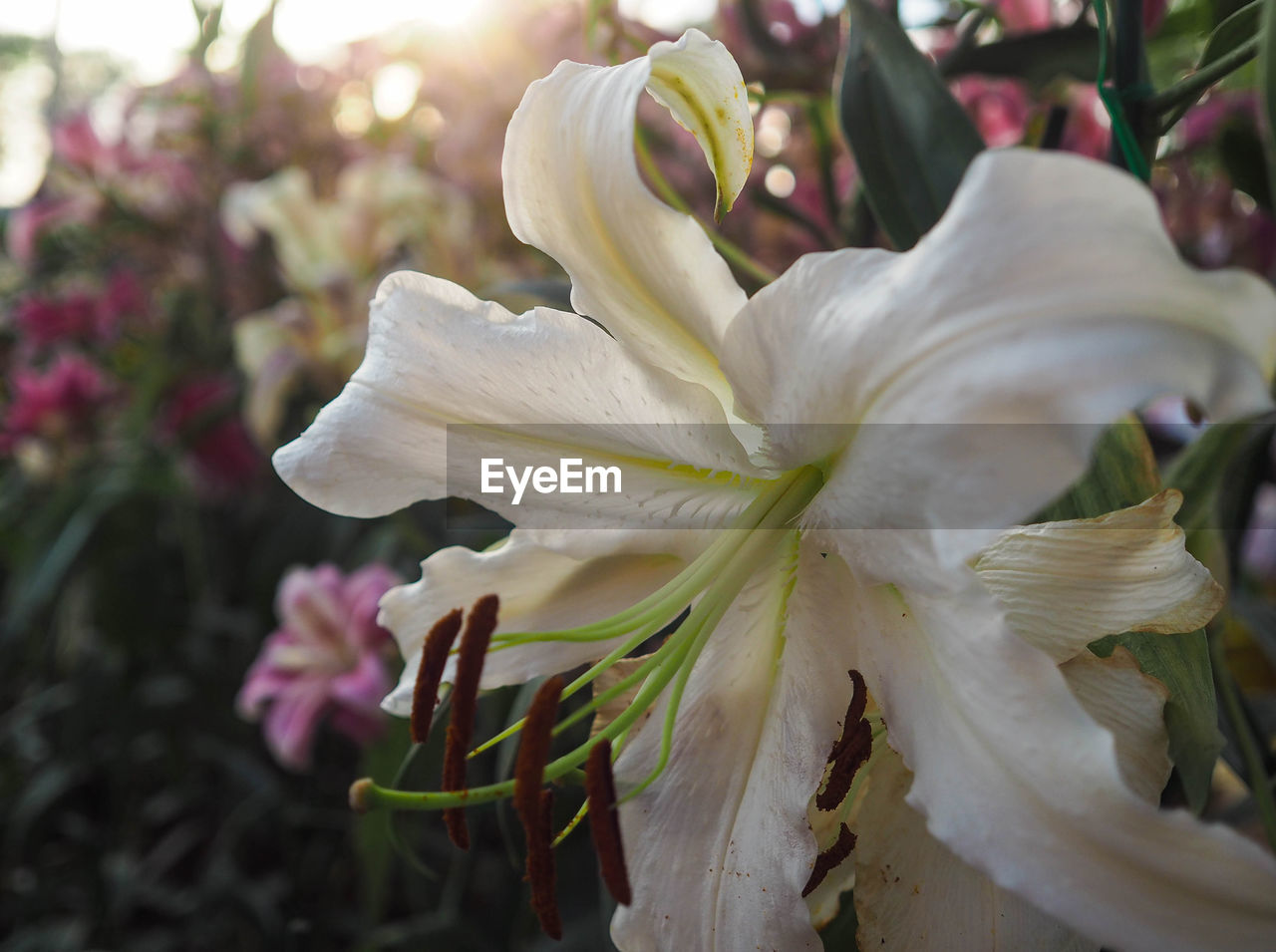 CLOSE-UP OF FRESH WHITE DAY LILY FLOWERS