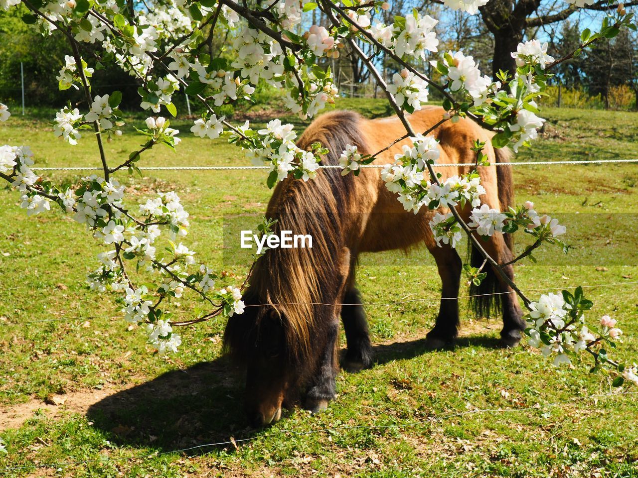 Horse grazing on field