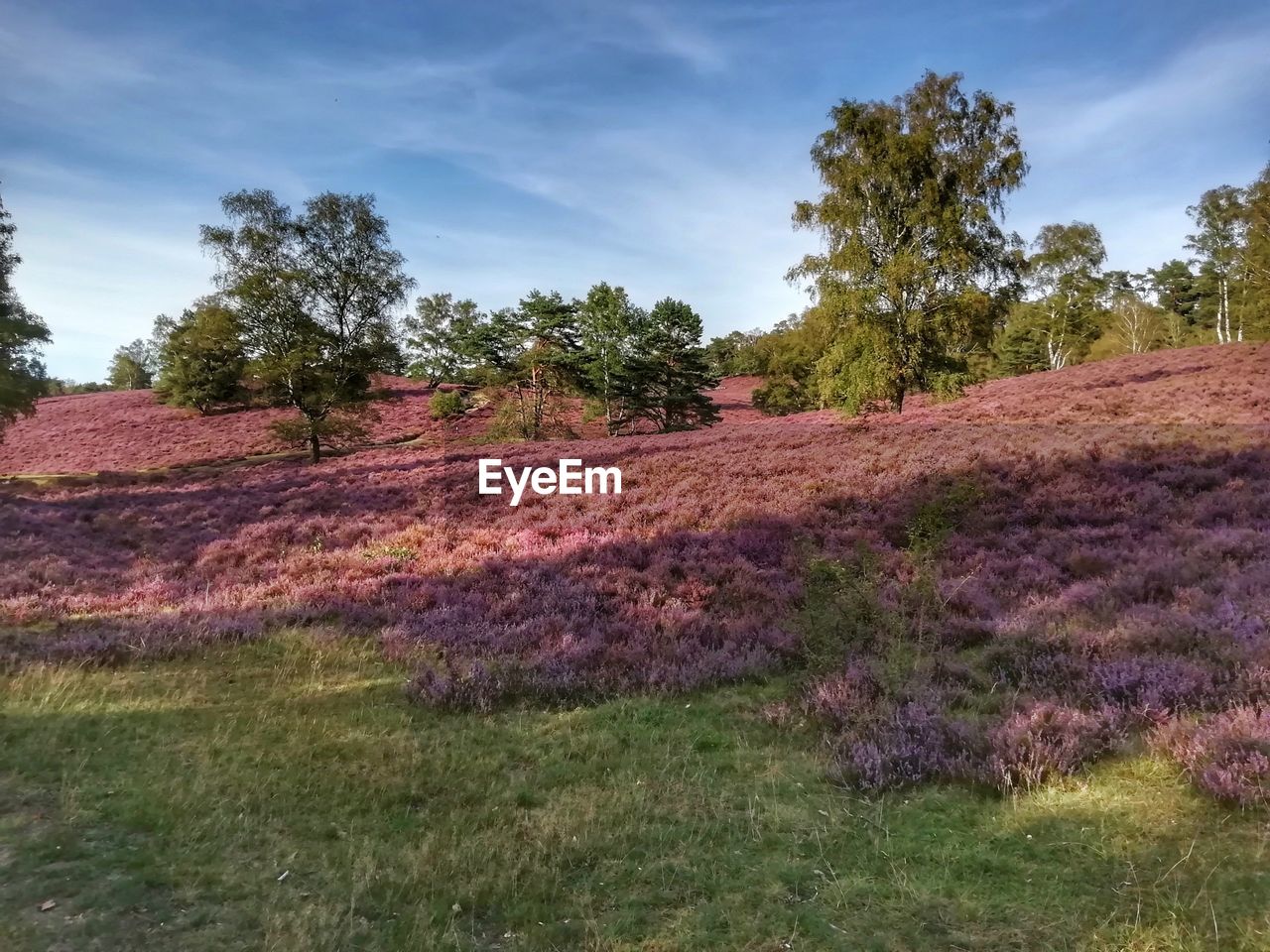 VIEW OF TREES ON FIELD