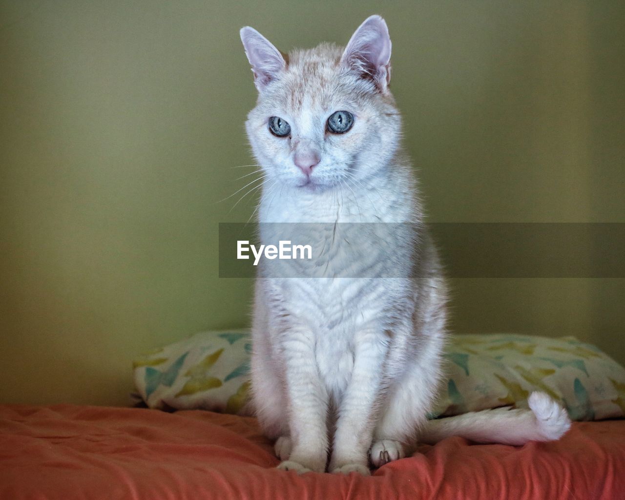 Portrait of cat sitting on bed