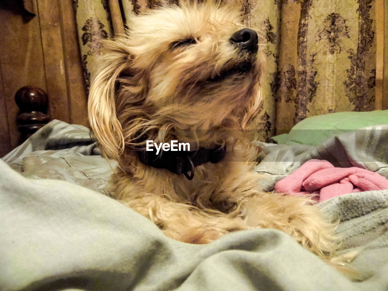 CLOSE-UP OF DOG RELAXING AT HOME