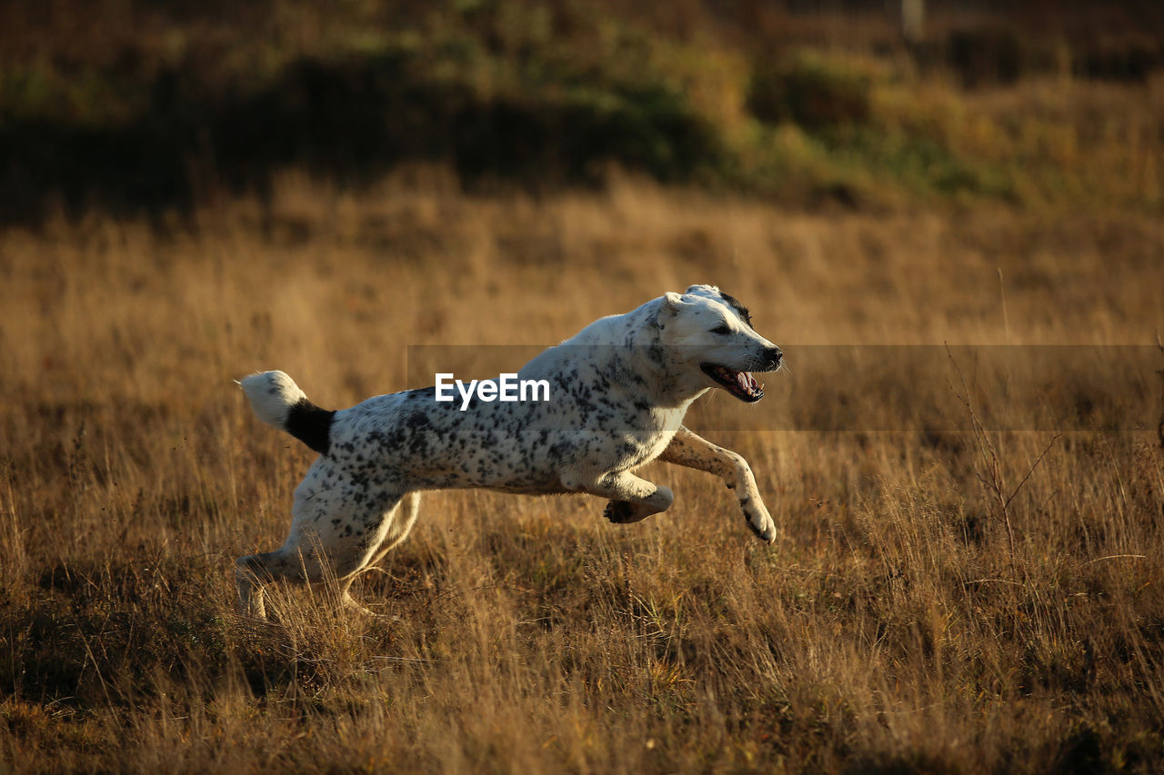 SIDE VIEW OF AN ANIMAL RUNNING ON GRASS