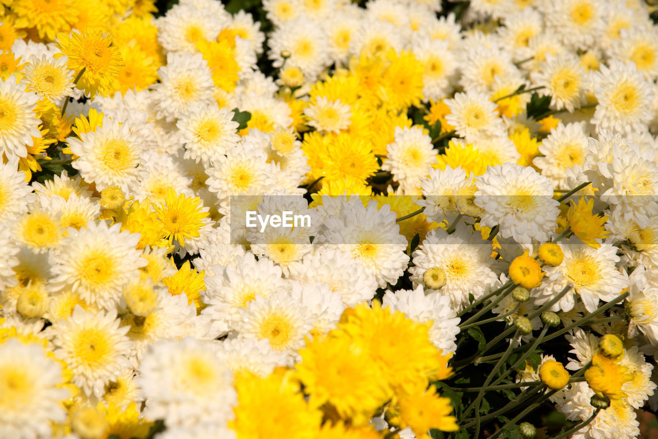 Close-up of yellow flowering plants